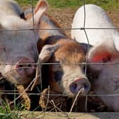 Transparency is vital for the future of domestic food production