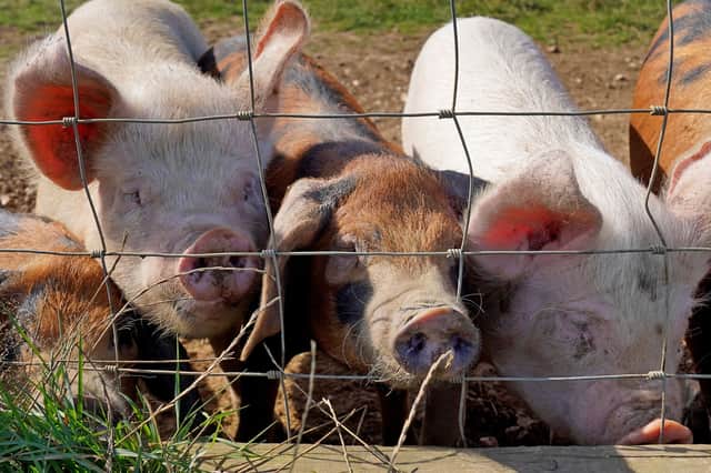 Transparency is vital for the future of domestic food production