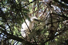 Little egrets have bred in north-east Scotland for the first time, as climate change pushes the range of these once Mediterranean birds further north.   