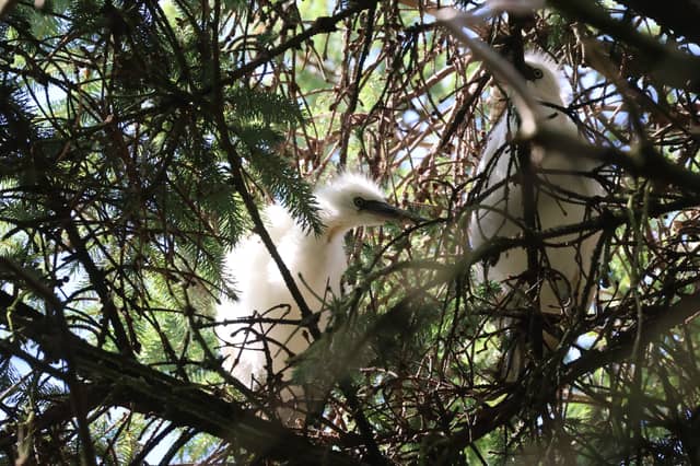 Little egrets have bred in north-east Scotland for the first time, as climate change pushes the range of these once Mediterranean birds further north.