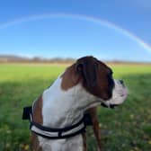 Dog owners need to be prepared to cover the cost of vet bills