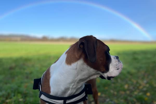 Dog owners need to be prepared to cover the cost of vet bills