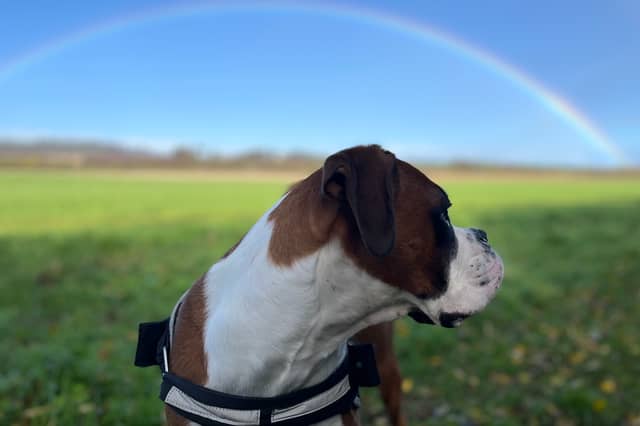 Dog owners need to be prepared to cover the cost of vet bills