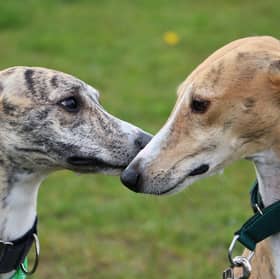 What would you call these good boys?