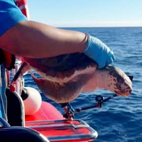 One of the three rescued loggerhead turtles prepares for a new life in the warm waters of the Azores (Picture: Sea Life centre)