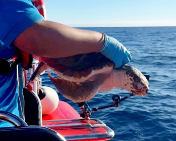 The moment the turtles are released back into the wild off the Azores on Wednesday