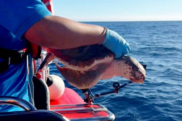 The moment the turtles are released back into the wild off the Azores on Wednesday
