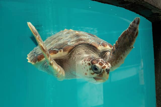 Three vulnerable turtles have been successfully released back into the wild off the Azores after being cared for by expert welfare and rehabilitation teams in the UK