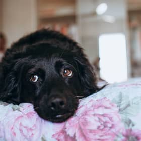 Good luck getting a peaceful night's sleep with a Labrador in your bed.