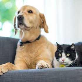 Dogs and cats can be best pals.