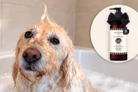 Labradoodle Oscar puts Jo Malone London’s new Orange & Cedarwood Dog Shampoo to the test, complete with an impressive bath-time quiff.