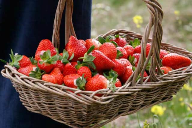 Cairnie Fruit Farm, Fife