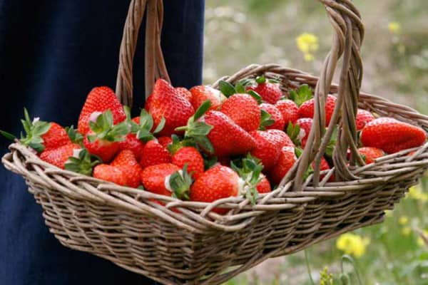 Cairnie Fruit Farm, Fife