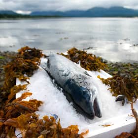 Salmon Farm