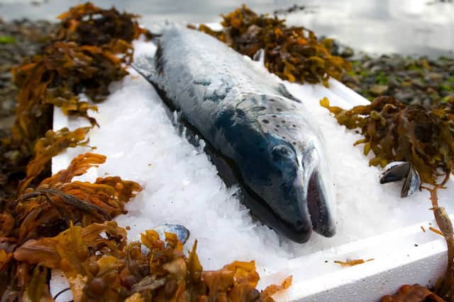 Salmon Farm