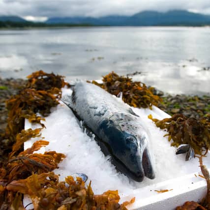 Salmon Farm