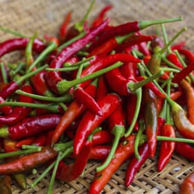 Scran Scottish chillies