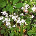 Wild garlic growing on the banks of the Water of Leith