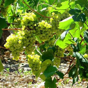 Wine3