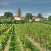Vineyard in Blaye. Picture: Wikipedia