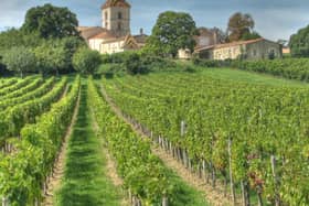 Vineyard in Blaye. Picture: Wikipedia