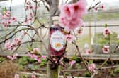 Old Curiosity Distillery Gin Club
