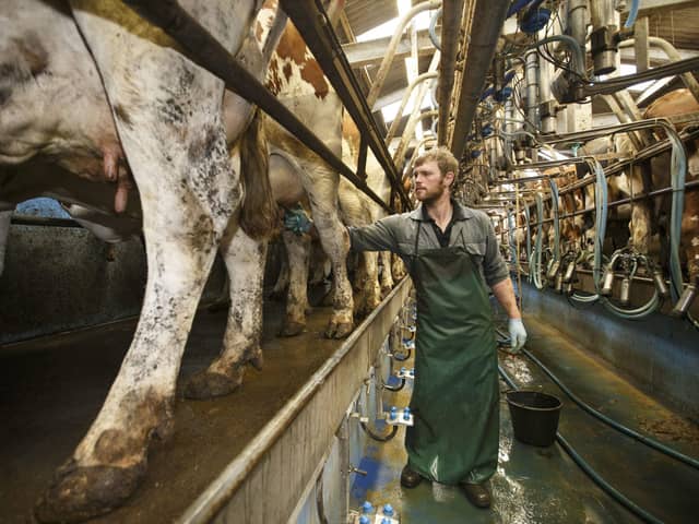 Dairy farmer Bryce Cunningham milking his herd at his farm West Mossgiel in Mauchline, Ayrshire. Picture Robert Perry 14th Aug 2015