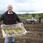 Sandy Pattullo asparagus and sea kale farmer, Eassie Farm nr Meigle