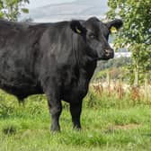 Native angus 1[3]