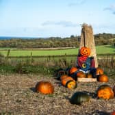 Craigies pumpkins