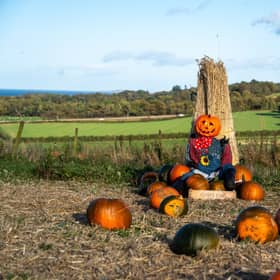 Craigies pumpkins