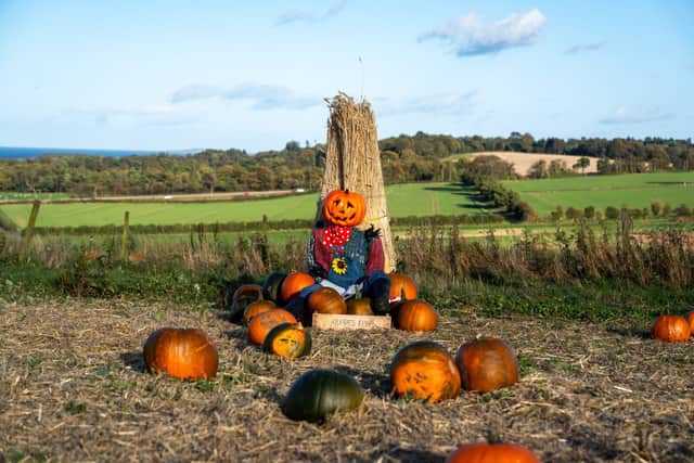 Craigies pumpkins