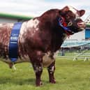 Bull