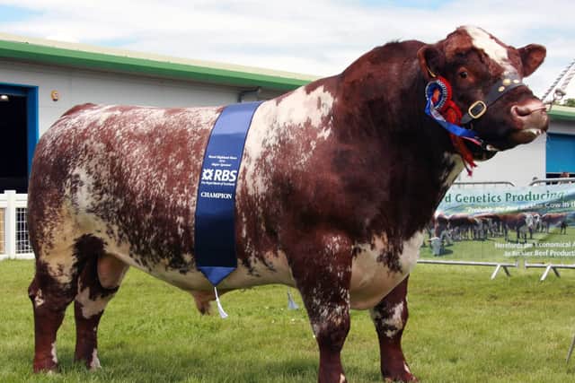Bull