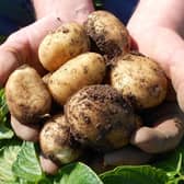 Scottish produce  - potatoes