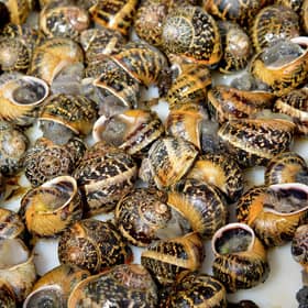 Barra snails. Picture: Jon Savage