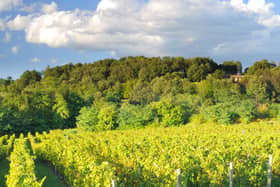 A vineyard in Franciacorta, in Brescia, Italy.