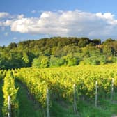 A vineyard in Franciacorta, in Brescia, Italy.