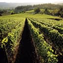 Bryan Creek Vineyard. Picture: Kent Derek Studio