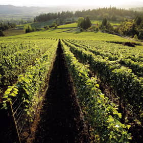 Bryan Creek Vineyard. Picture: Kent Derek Studio