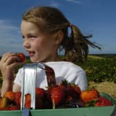 FOR SCOTLAND ON SUNDAY
STENTON PICK YOUR OWN FRUIT , NEAR EAST LINTON , EAST LOTHIAN.
LOCAL SCHOOLCHILDREN WALKING THROUGH THE PICK YOUR OWN STRAWBERRY FIELDS AT STENTON FRUIT FARM .
PICS OF KIDS L-R KATIE MACDONALD AND ISABEL WILSON-BEALES , WITH STRAWBERRIES THEY HAVE PICKED.
FOR STORY ABOUT KIDS EATING MORE FRUIT AND VEG.
PIC PHIL WILKINSON / TSPL STAFF
SCOTSMAN PUBLICATIONS.