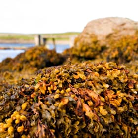 Seaweed, Belmont