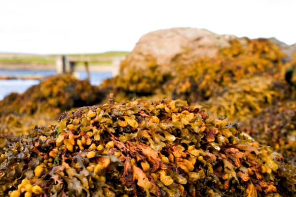 Seaweed, Belmont