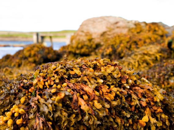 Seaweed, Belmont