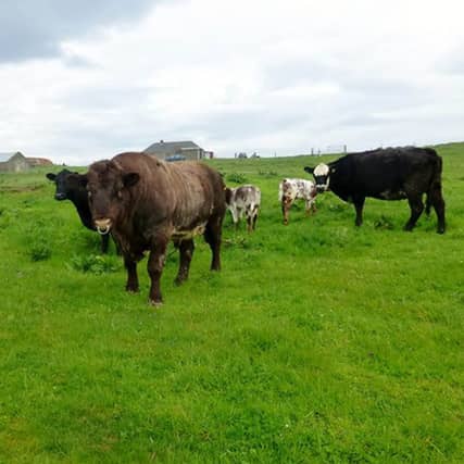Orkney cattle have been held indoors due to the wet weather. Picture: submitted