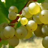 vermentino grape