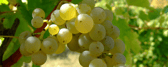 vermentino grape