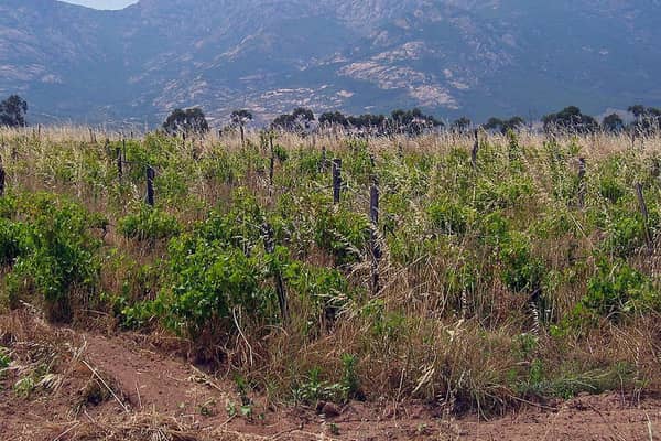 A vineyard in the Figari region of south west Corsica. Picture: Harald Berger