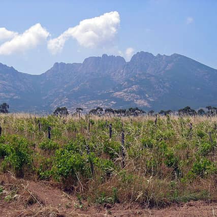 A vineyard in the Figari region of south west Corsica. Picture: Harald Berger