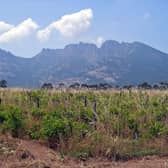 A vineyard in the Figari region of south west Corsica. Picture: Harald Berger